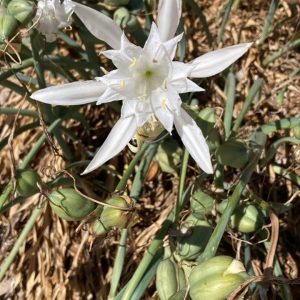 nl9 fleur